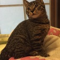 留守番可♪生後2ヶ月♪おっとり穏やか可愛いキジトラ