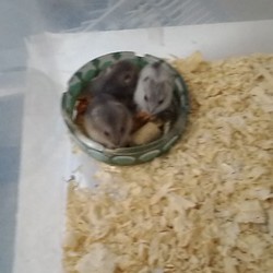 すくすく育っています