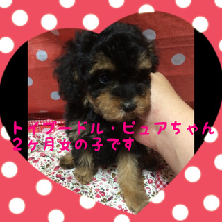 トイプーピュアちゃんは一生懸命生きています。