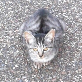 可愛がってください