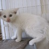 きれいな白猫リロ君　お留守番できます サムネイル3