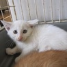 きれいな白猫リロ君　お留守番できます サムネイル4