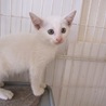 きれいな白猫リロ君　お留守番できます サムネイル5