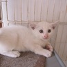 きれいな白猫リロ君　お留守番できます サムネイル6