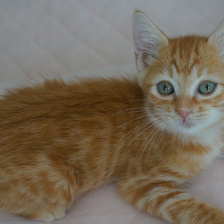 短足ふわふわ系の男の子