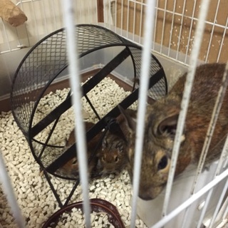 とても良い里親さんに引き取っていただきました！