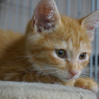 短足ふわふわ系男の子Ⅱ