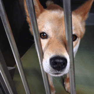 元気で可愛い、茶白君！よろしくお願いします。