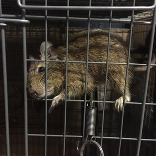 デグーメス一年四ヶ月2匹募集