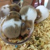 ゴールデンハムスターです！ サムネイル2