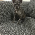 捨てられた子猫の里親さんを募集