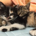 【急募】姉妹子猫ちゃん