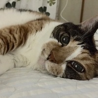 メルモ