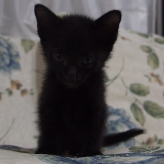 ~黒の美形女の子の里親様募集~