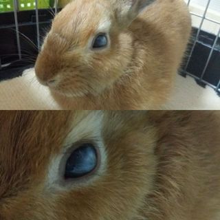 保護うさぎ※両目白濁/右目奇形