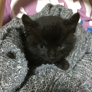 富山県富山市小杉駅付近で拾いました