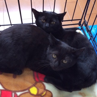 カルメン＆ミカエラ．幸福を呼ぶ黒猫シスターちゃん♪