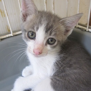 かわいい灰白　スティッチ　お留守番できます