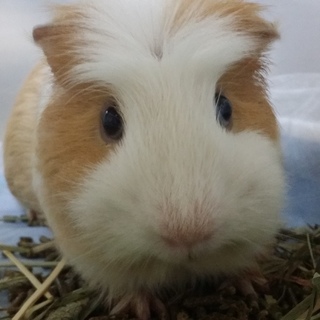 ありがとうございました！