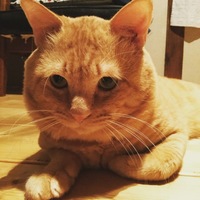 南 ネモ