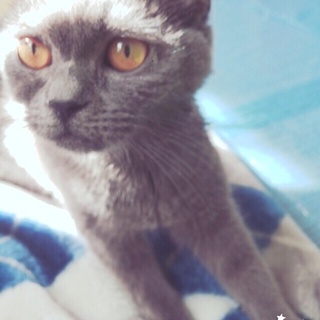 とても人懐こいおっとりした可愛い猫ちゃんです！