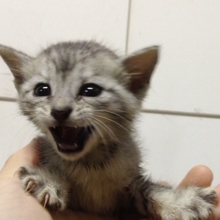 活発な子猫です