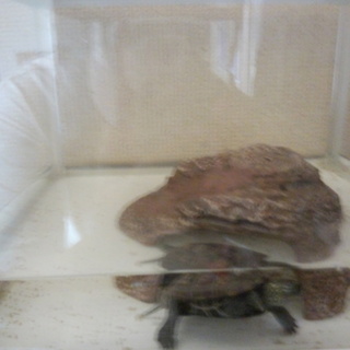 元気なゼニガメ！