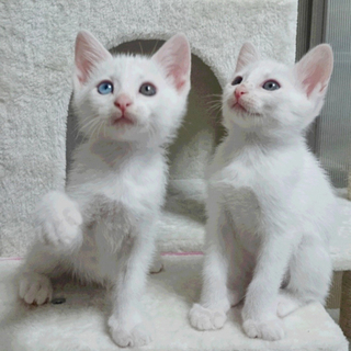 白い子猫の飼い主さま募集