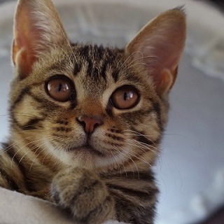 ６月生まれのキジトラ♀