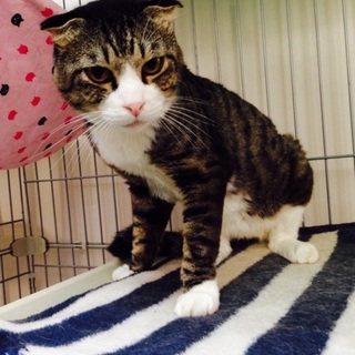 スコティッシュ、オス5歳ぐらい