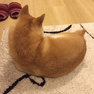 甘えん坊の豆柴♀です！