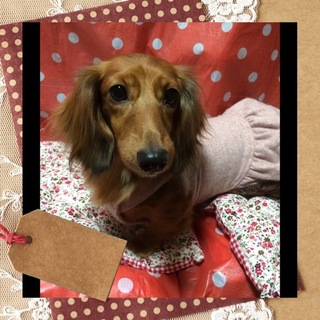 ダックス３歳の女の子です。