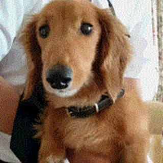 とっても甘えたなダックス