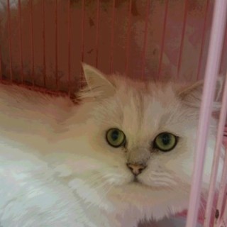 ペルシャ☆チンチラSのリリーちゃん☆女の子5歳