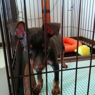 募集多数のため検討に入りたいと思います。