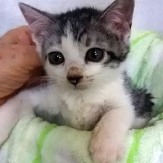 健康チェック済＊元気な人懐っこい男の子＊2ヶ月