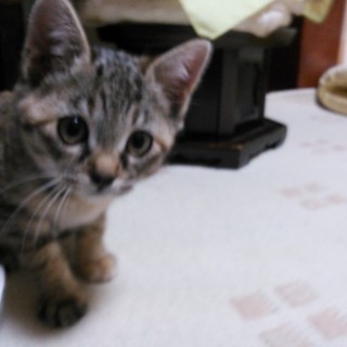 生後2ヶ月半ぐらいのとっても可愛いムギワラの子猫