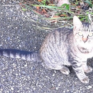 4月か5月頃に産まれた子です。