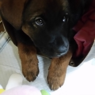 助けてください！