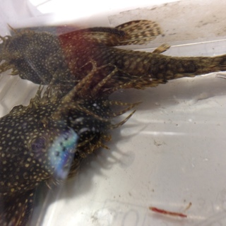 ブッシープレコ２匹