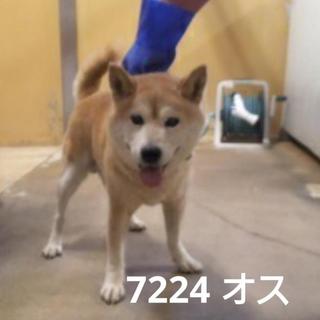 この子の里親になりませんか！