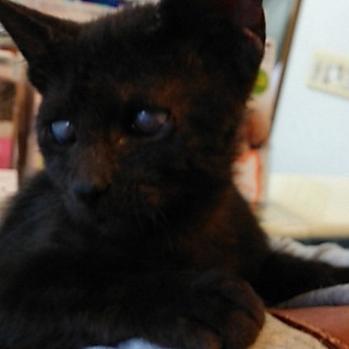 全盲❤頑張りやの、ベル君