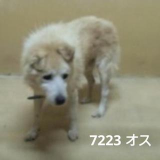 この子には時間がありません。里親になって下さい。