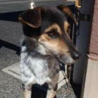 この子には時間がありません。里親になって下さい。