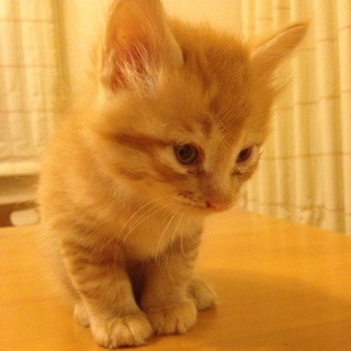 かわいい茶トラ 甘えん坊です