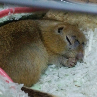 ジリスの女の子です。（里親様決まりました）