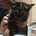 子猫里親募集