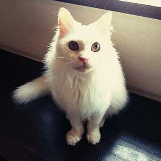 人間大好きな長毛ビャッコ