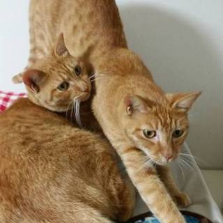 地域猫だった みに&りぼん姉妹