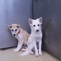 ふわ太くん 岐阜県のＨ様に迎えて頂けました